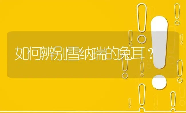 如何辨别雪纳瑞的兔耳？ | 动物养殖问答