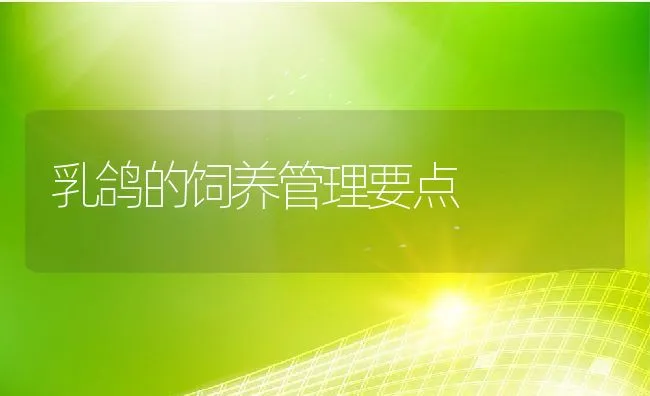 乳鸽的饲养管理要点 | 动物养殖饲料