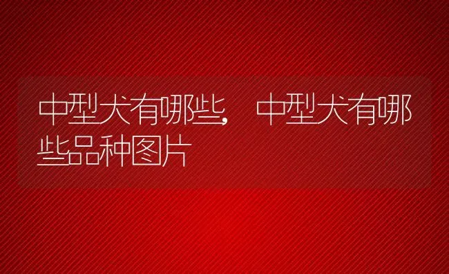 中型犬有哪些,中型犬有哪些品种图片 | 宠物百科知识