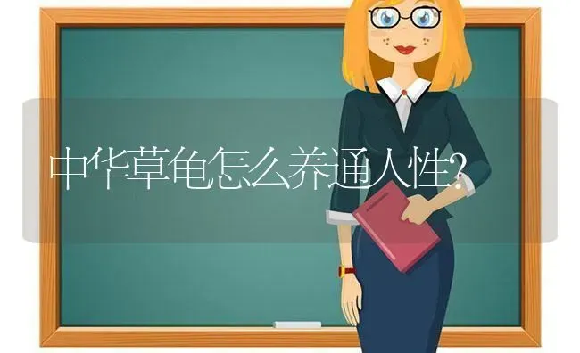 中华草龟怎么养通人性？ | 动物养殖问答