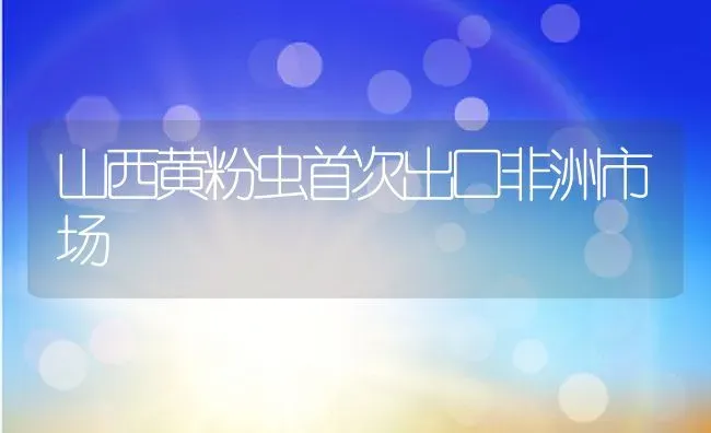 山西黄粉虫首次出口非洲市场 | 动物养殖教程