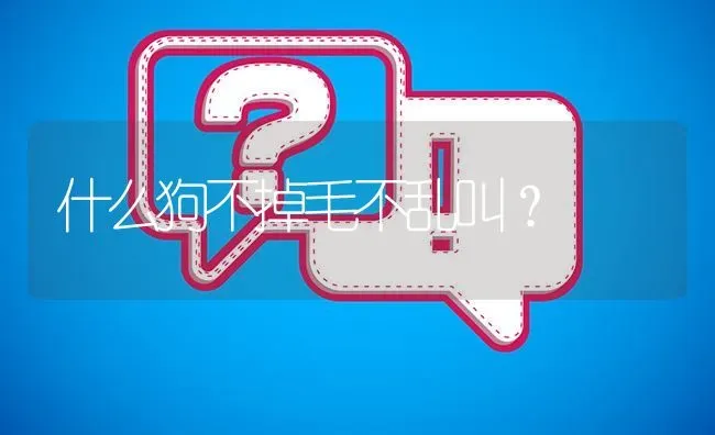 什么狗不掉毛不乱叫？ | 动物养殖问答