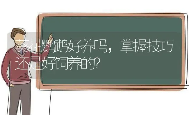 葵花鹦鹉好养吗，掌握技巧还是好饲养的？ | 动物养殖问答