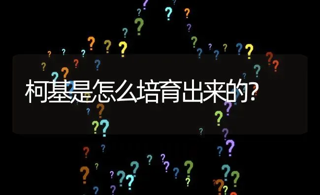 柯基是怎么培育出来的？ | 动物养殖问答