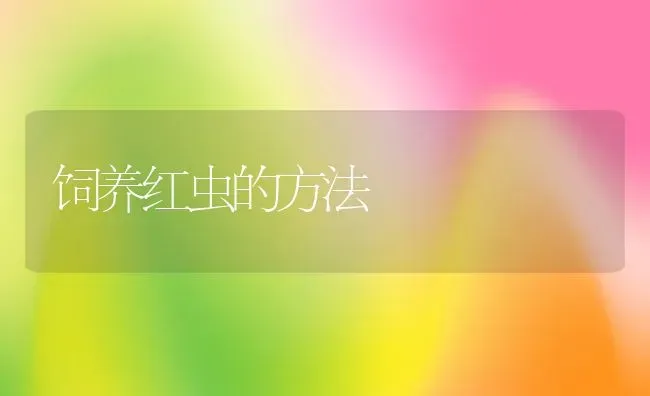 饲养红虫的方法 | 动物养殖教程