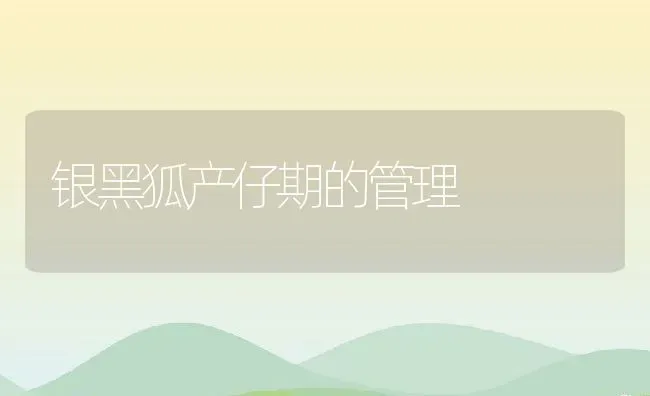 银黑狐产仔期的管理 | 动物养殖百科