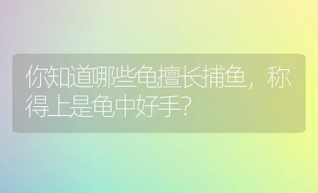 你知道哪些龟擅长捕鱼，称得上是龟中好手？ | 动物养殖问答