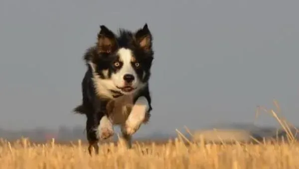 边境牧羊犬好养吗 边境牧羊犬怎样训练