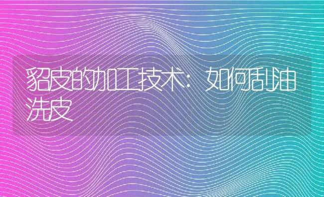 貂皮的加工技术:如何刮油洗皮 | 动物养殖学堂