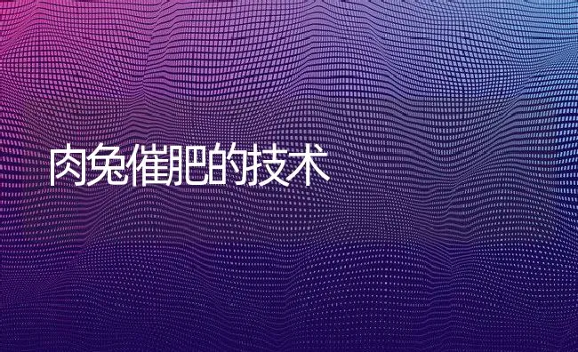 肉兔催肥的技术 | 动物养殖学堂