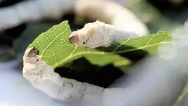 桑树种植和养蚕技术