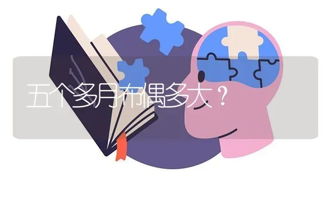 五个多月布偶多大？ | 动物养殖问答