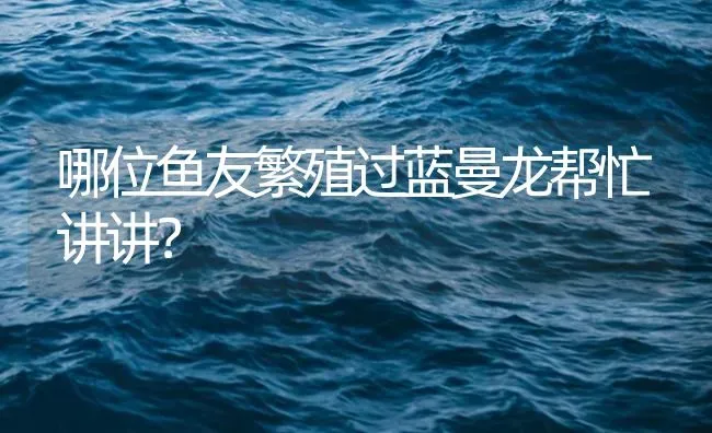 哪位鱼友繁殖过蓝曼龙帮忙讲讲？ | 鱼类宠物饲养