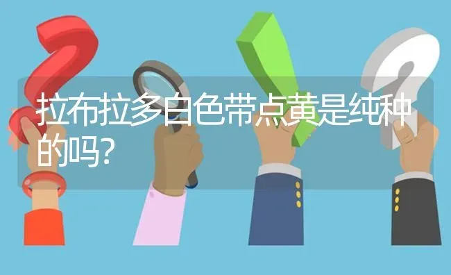 拉布拉多白色带点黄是纯种的吗？ | 动物养殖问答