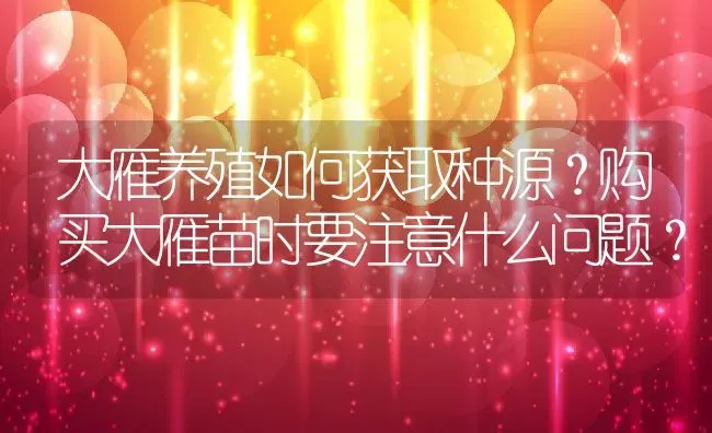 大雁养殖如何获取种源？购买大雁苗时要注意什么问题？ | 动物养殖百科