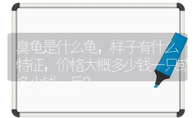 臭龟是什么龟，样子有什么特征，价格大概多少钱一只或多少钱一斤？ | 动物养殖问答