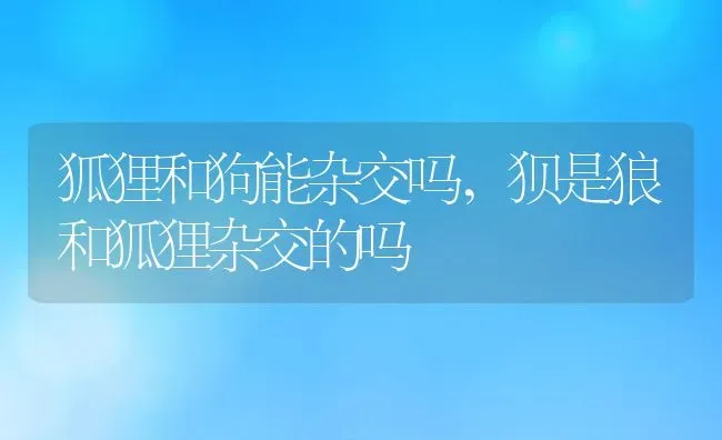 狐狸和狗能杂交吗,狈是狼和狐狸杂交的吗 | 宠物百科知识