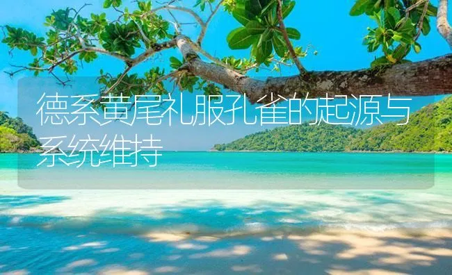 德系黄尾礼服孔雀的起源与系统维持 | 海水养殖技术