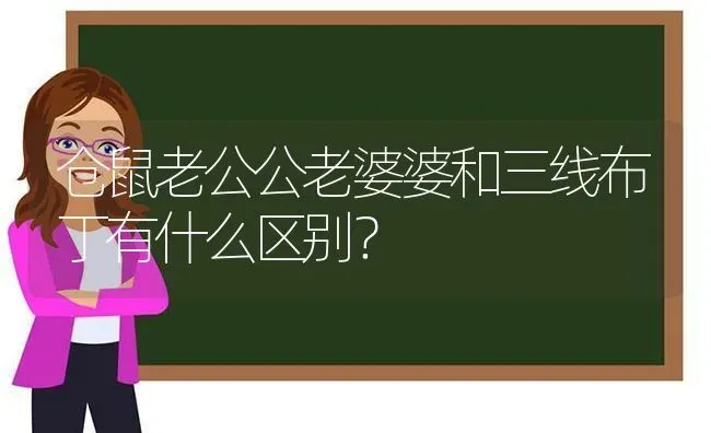 仓鼠老公公老婆婆和三线布丁有什么区别？ | 动物养殖问答