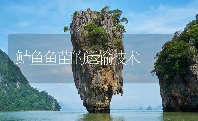 鲈鱼鱼苗的运输技术 | 海水养殖技术