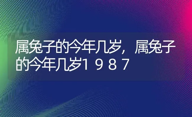 属兔子的今年几岁,属兔子的今年几岁1987 | 宠物百科知识