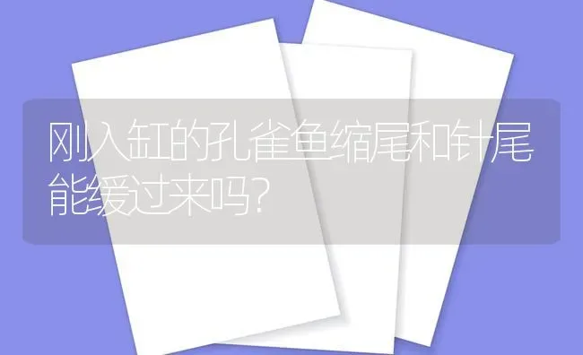 刚入缸的孔雀鱼缩尾和针尾能缓过来吗？ | 鱼类宠物饲养