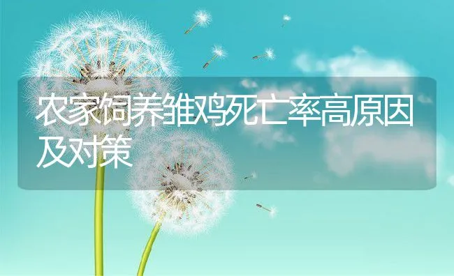 农家饲养雏鸡死亡率高原因及对策 | 动物养殖学堂