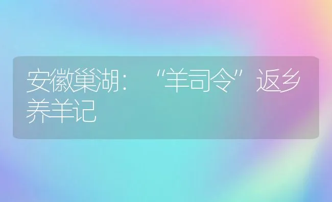 安徽巢湖：“羊司令”返乡养羊记 | 动物养殖饲料