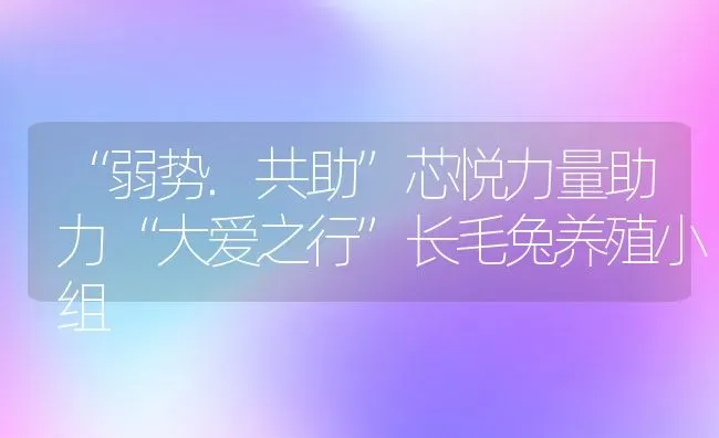 “弱势.共助”芯悦力量助力“大爱之行”长毛兔养殖小组 | 动物养殖教程