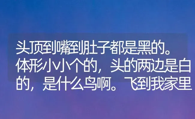 头顶到嘴到肚子都是黑的。体形小小个的，头的两边是白的，是什么鸟啊。飞到我家里来，后又放生了？ | 动物养殖问答