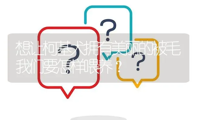 想让柯基犬拥有美丽的被毛我们要怎样喂养？ | 动物养殖问答