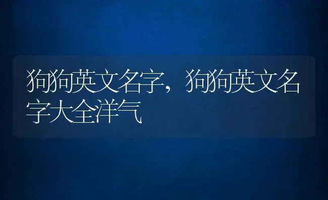 狗狗英文名字,狗狗英文名字大全洋气 | 宠物百科知识