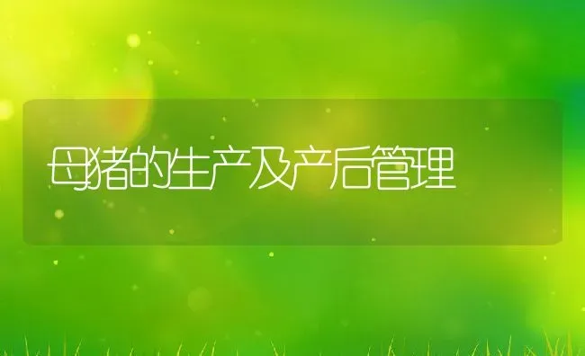 母猪的生产及产后管理 | 动物养殖教程