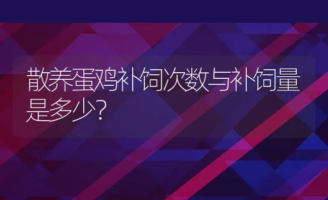 散养蛋鸡补饲次数与补饲量是多少？ | 动物养殖饲料