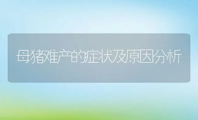 母猪难产的症状及原因分析 | 动物养殖学堂