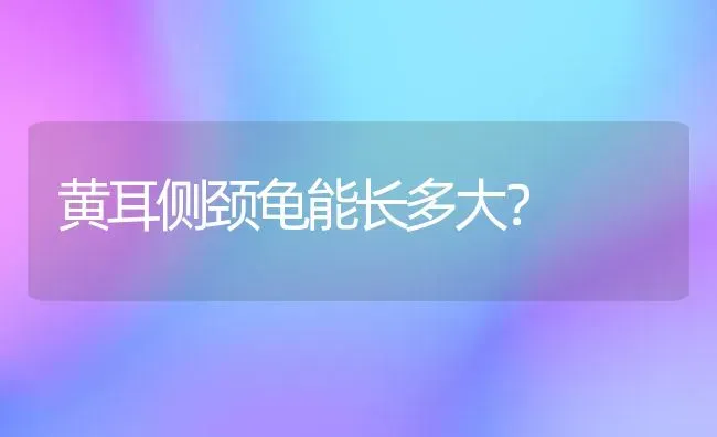 黄耳侧颈龟能长多大？ | 动物养殖问答