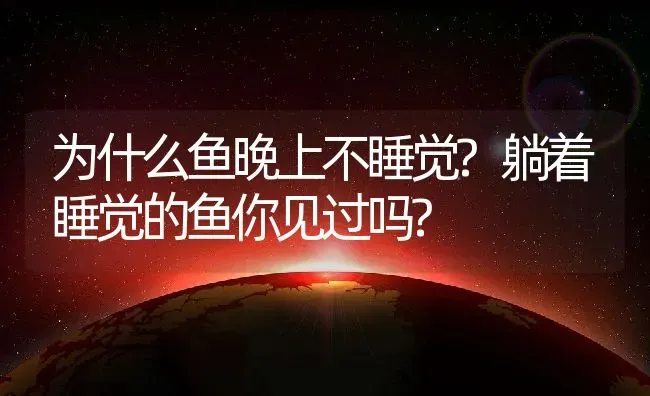 为什么鱼晚上不睡觉?躺着睡觉的鱼你见过吗? | 动物养殖百科