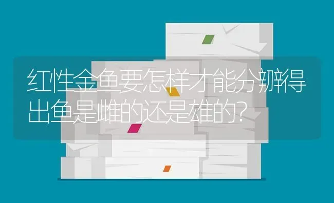 红性金鱼要怎样才能分辧得出鱼是雌的还是雄的？ | 鱼类宠物饲养