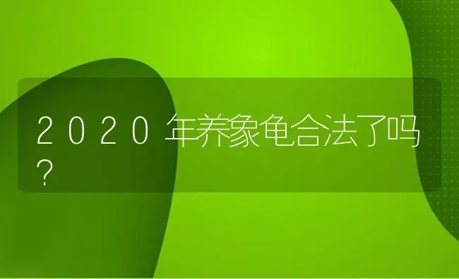 2020年养象龟合法了吗？ | 动物养殖问答