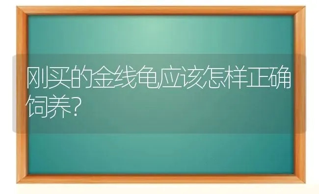 刚买的金线龟应该怎样正确饲养？ | 动物养殖问答