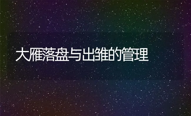 大雁落盘与出雏的管理 | 动物养殖教程