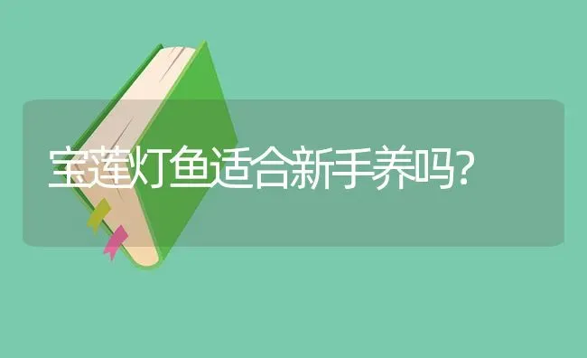 宝莲灯鱼适合新手养吗？ | 鱼类宠物饲养