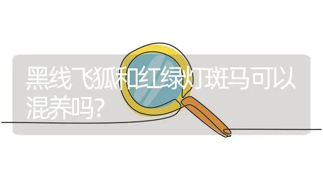 黑线飞狐和红绿灯斑马可以混养吗？ | 鱼类宠物饲养