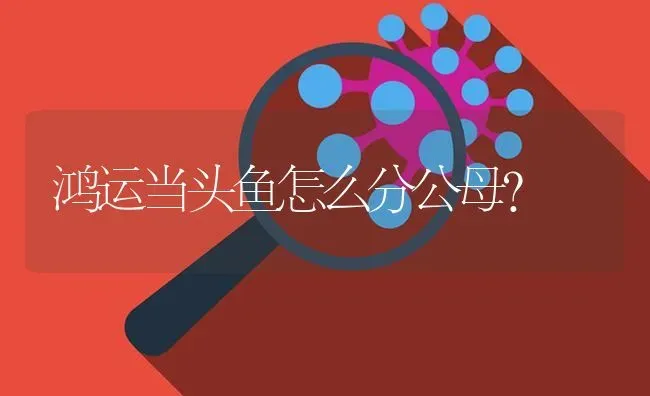 鸿运当头鱼怎么分公母？ | 鱼类宠物饲养