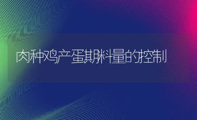 肉种鸡产蛋期料量的控制 | 动物养殖饲料