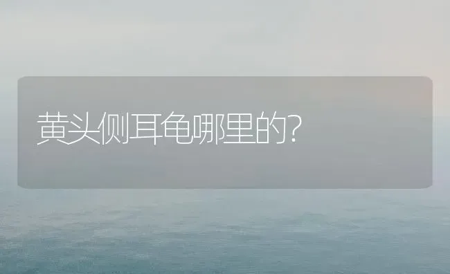 黄头侧耳龟哪里的？ | 动物养殖问答