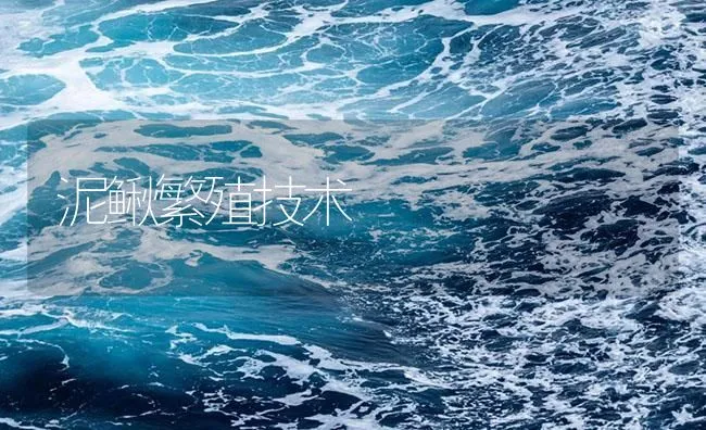 泥鳅繁殖技术 | 海水养殖技术