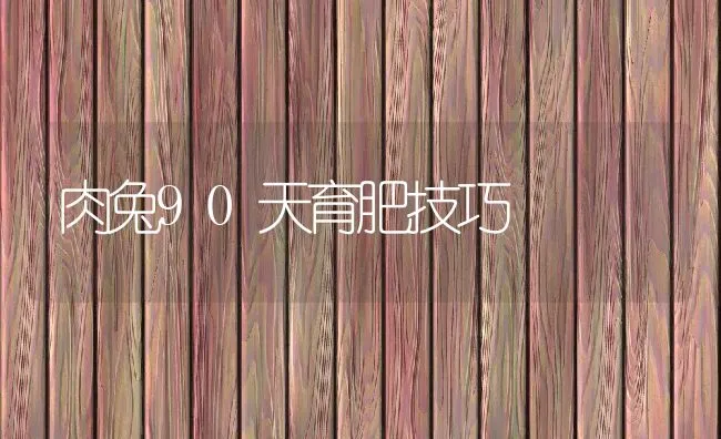 肉兔90天育肥技巧 | 水产养殖知识