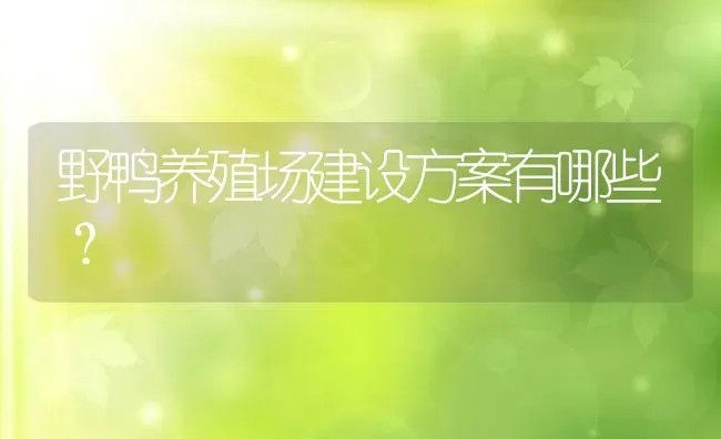 野鸭养殖场建设方案有哪些？ | 动物养殖百科