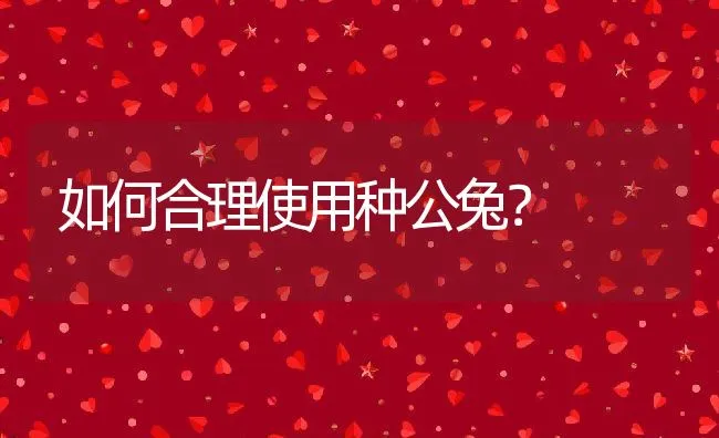 如何合理使用种公兔？ | 动物养殖学堂